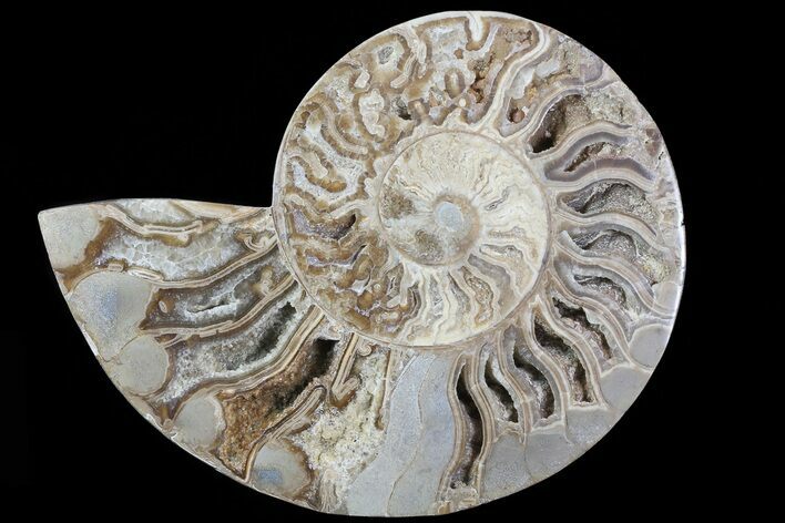 Choffaticeras Ammonite Half #81280